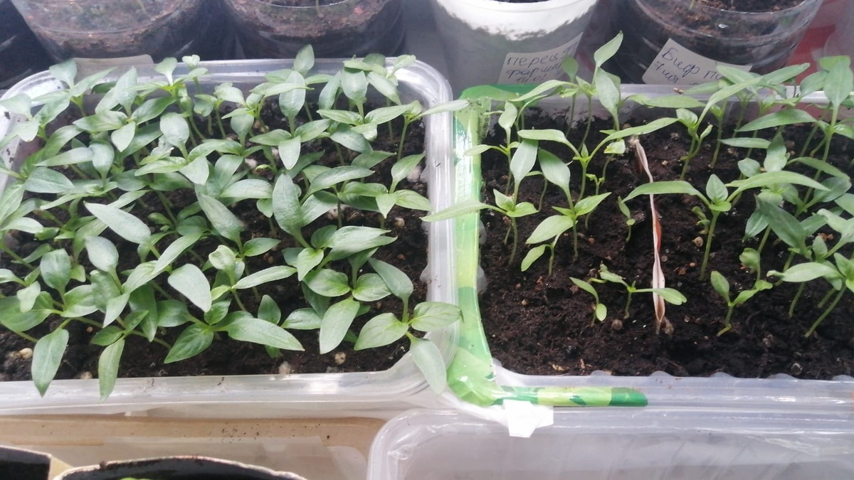 Мартовская рассада заметно крепче и здоровее февральской