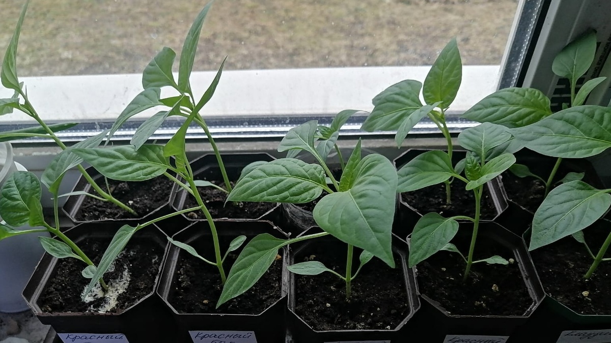 Толстые стебли и темно-зеленые листья - результат достаточного освещения