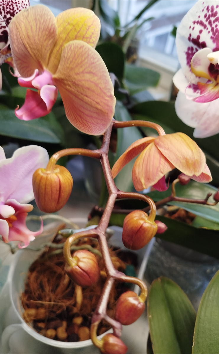 Фото орхидеи фаленопсис "рыжуля" бутоны гроздь