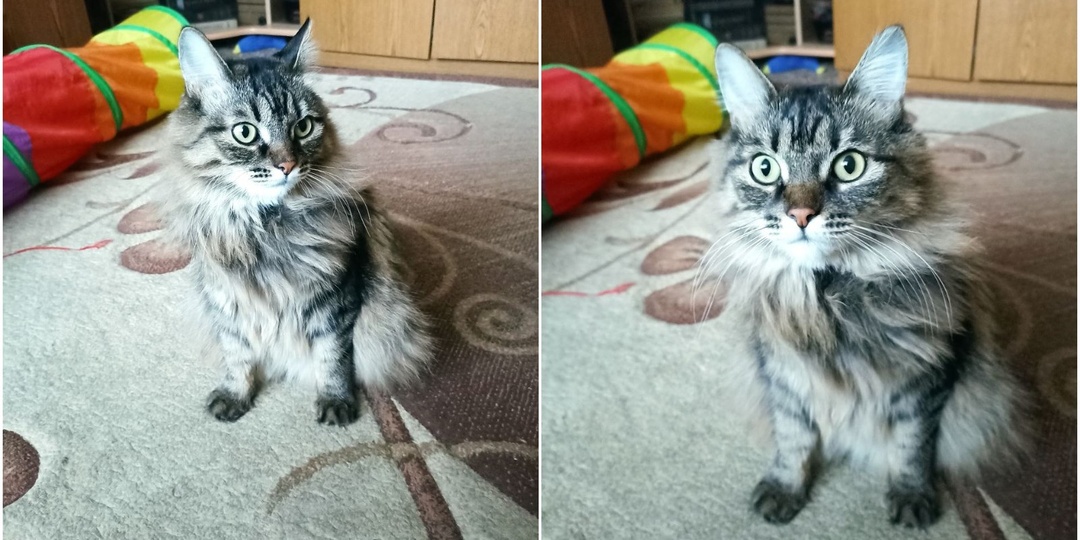 Малышка, которая полностью опровеграет характеристики своей породы. Особенности характера кошки, породы курильский бобтейл