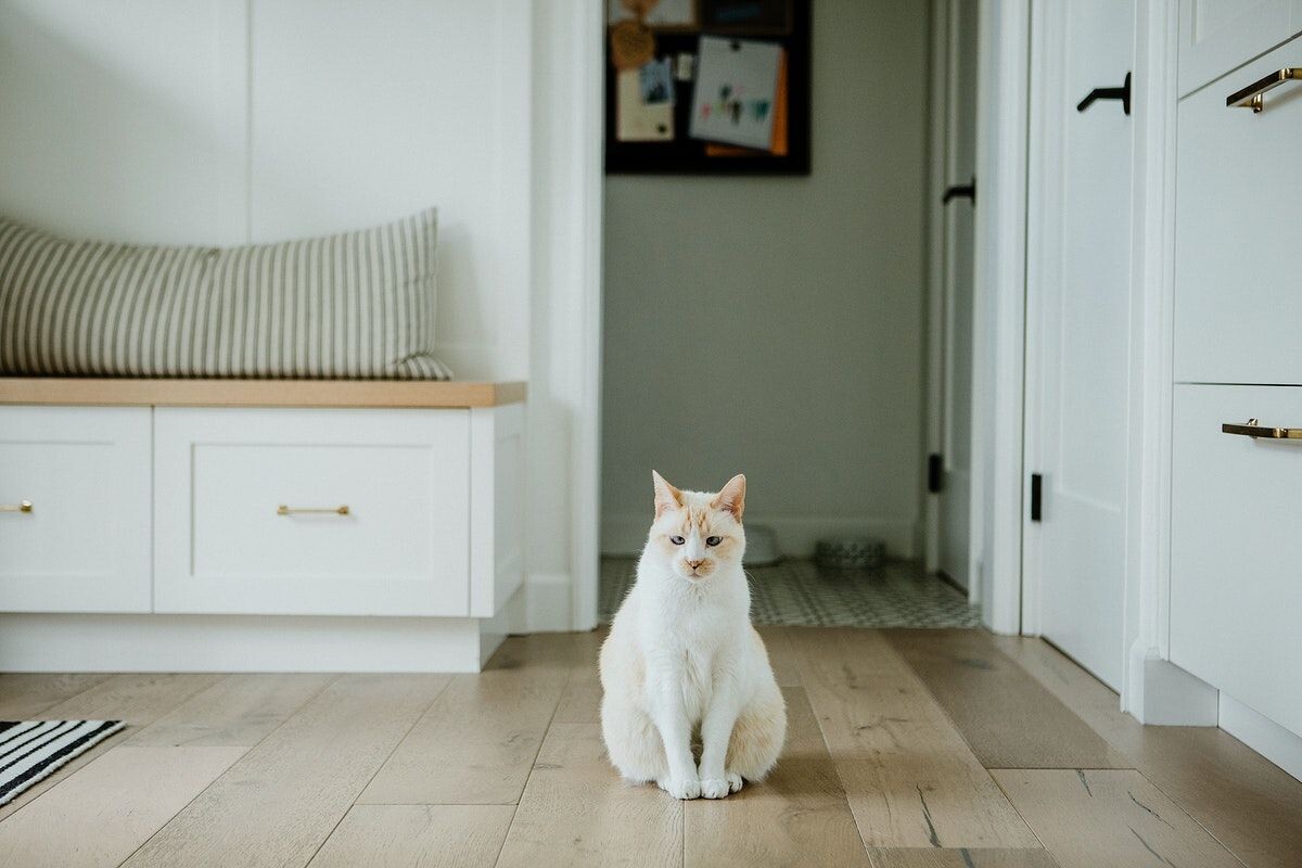 Фото с сайта: https://www.pinterest.com/pin/pet-cat-sitting-on-hardwood-floor--861876447431098907/