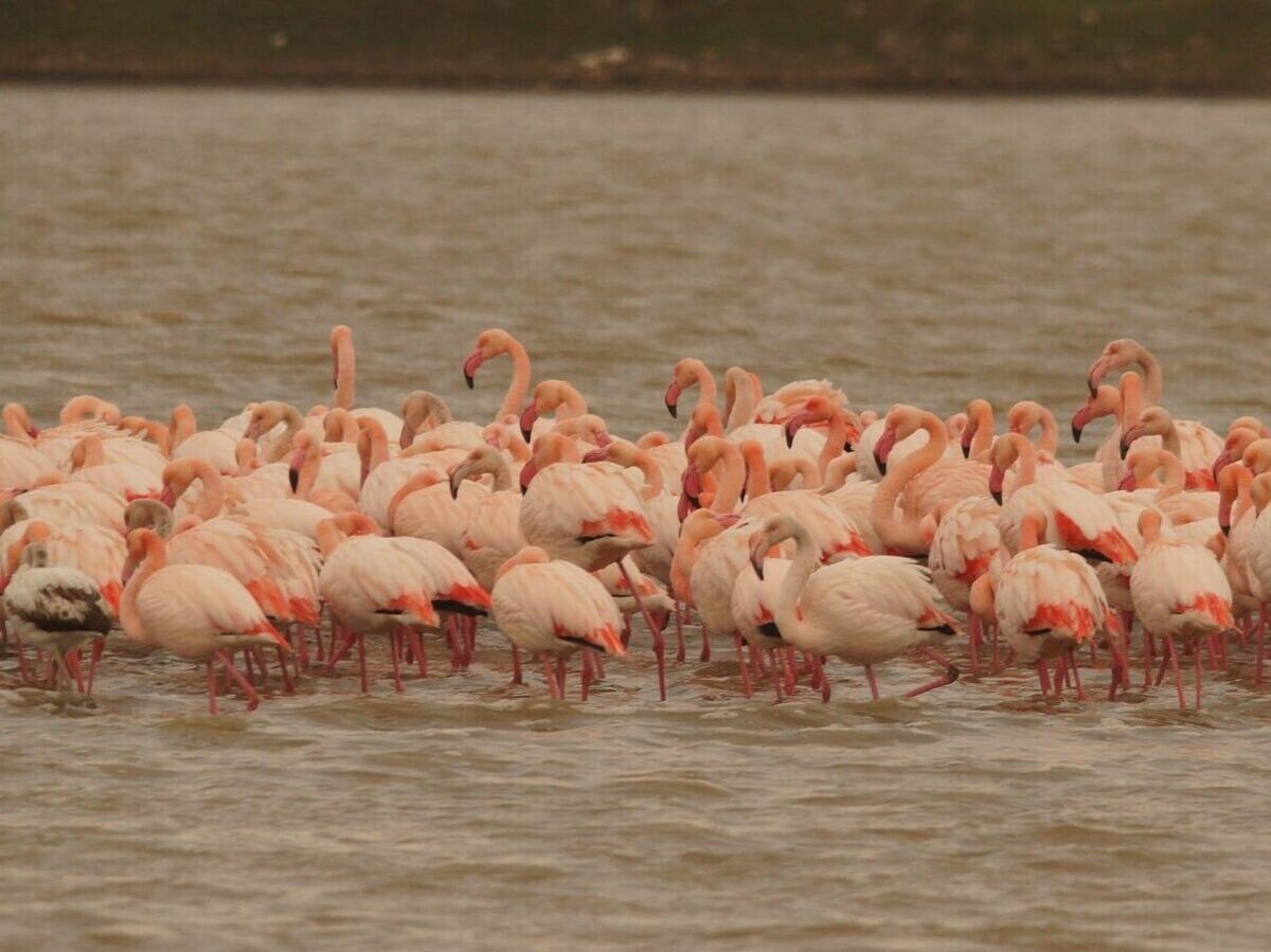    Крупная колония фламинго прилетела к озеру у крымской Феодосии | © Фото : ФГБУ "Заповедный Крым" в ВК