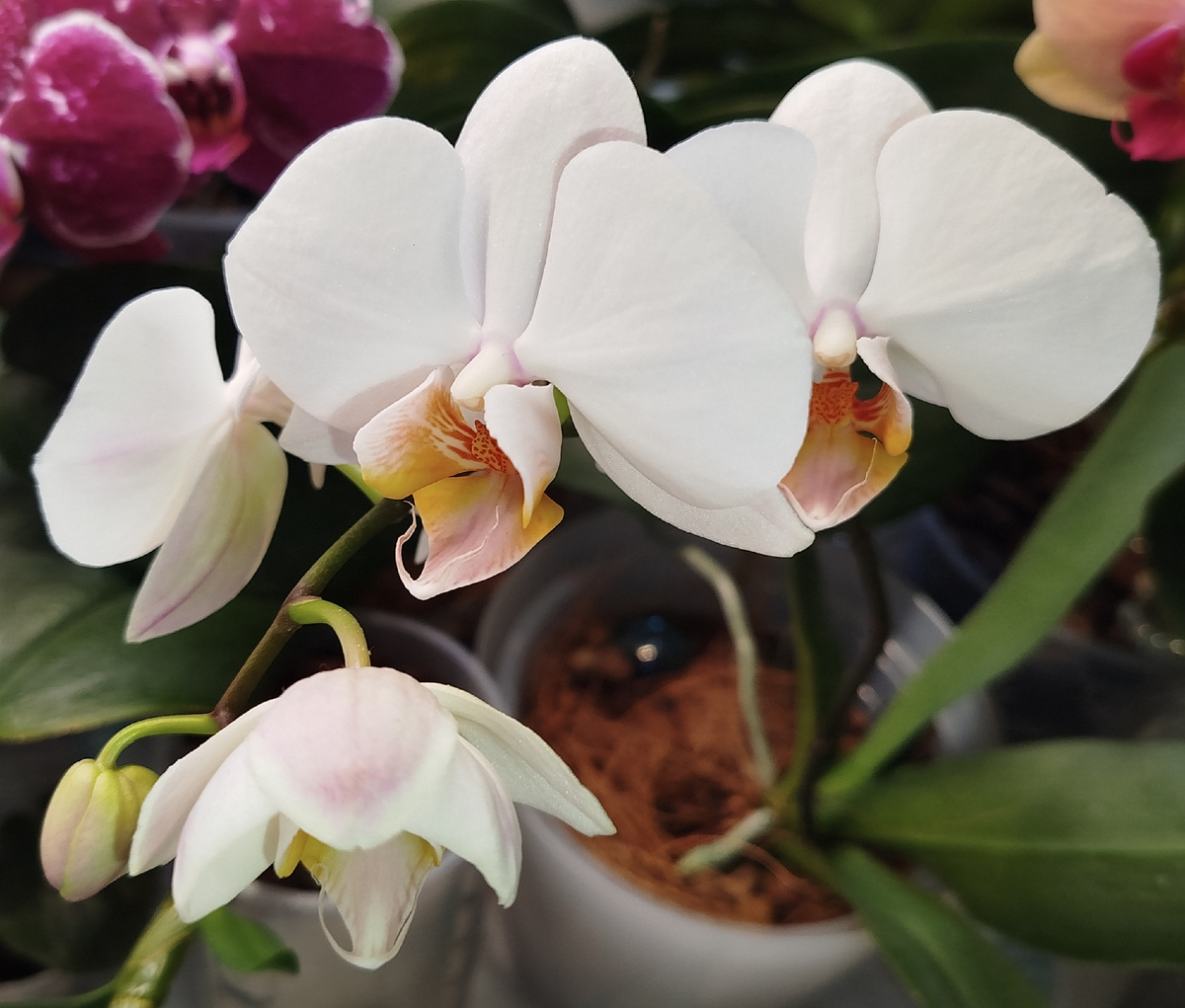 Орхидея Киска очень изящно  раскрывает свои цветочки 🥰