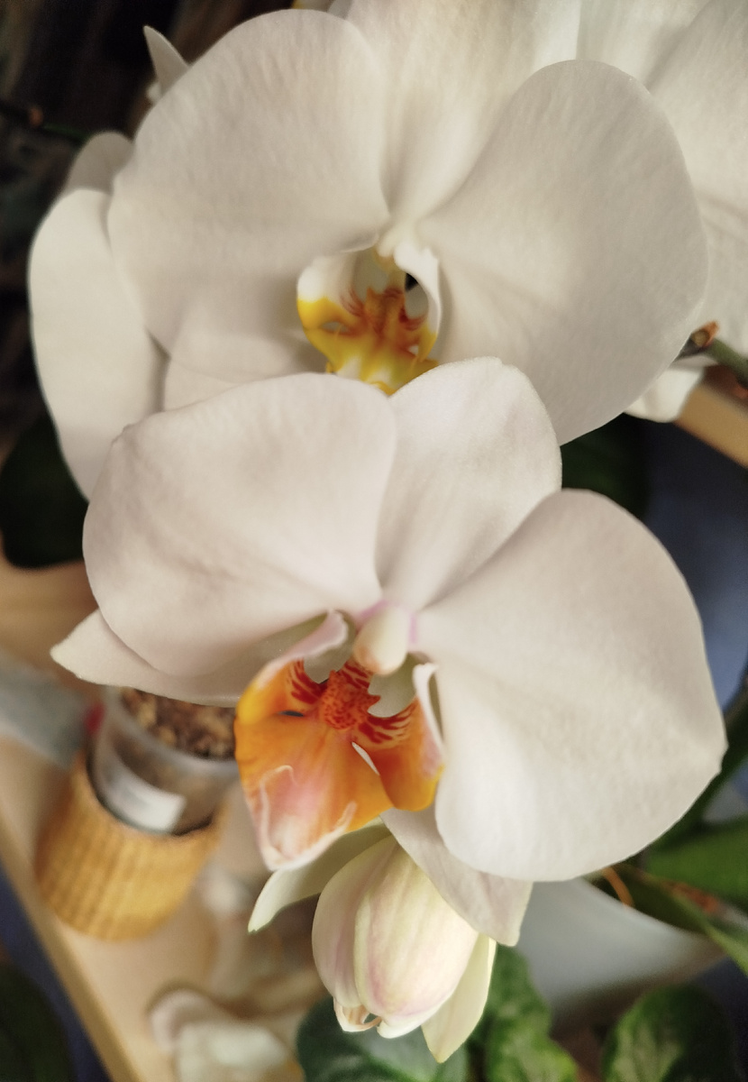 Фото сравнение орхидеи фаленопсис Kiska и на заднем плане Dame Blanche