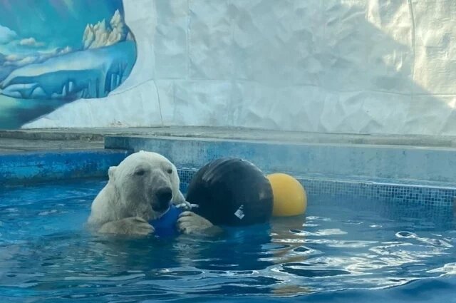    Как переживают метель животные в Пензенском зоопарке?