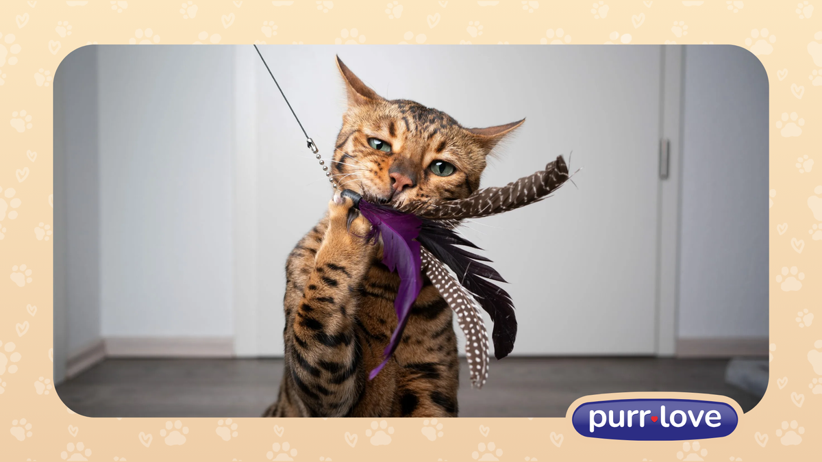 Бенгальская кошка