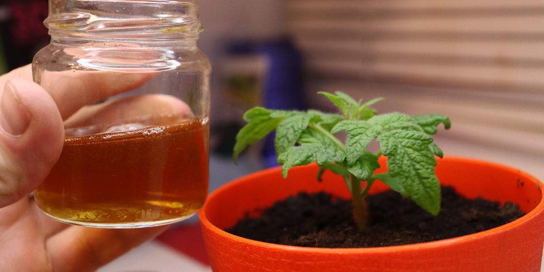 Химичу рассаду 100% подкормками. Оживает, крепчает, толстеет и здоровеет, даже вялая рассада