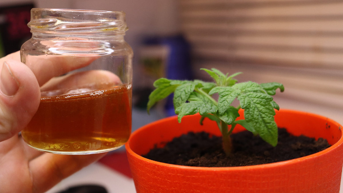 Подкормка рассады