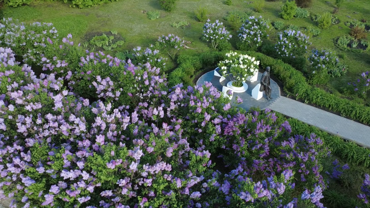 Кадр из видеопроекта «Сиреневые ночи. На пути к проекту»