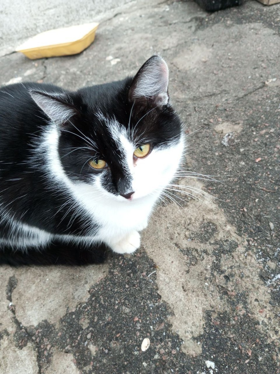 Это Мурзик. Он зимует во дворе. Ищем настояший дом котику!