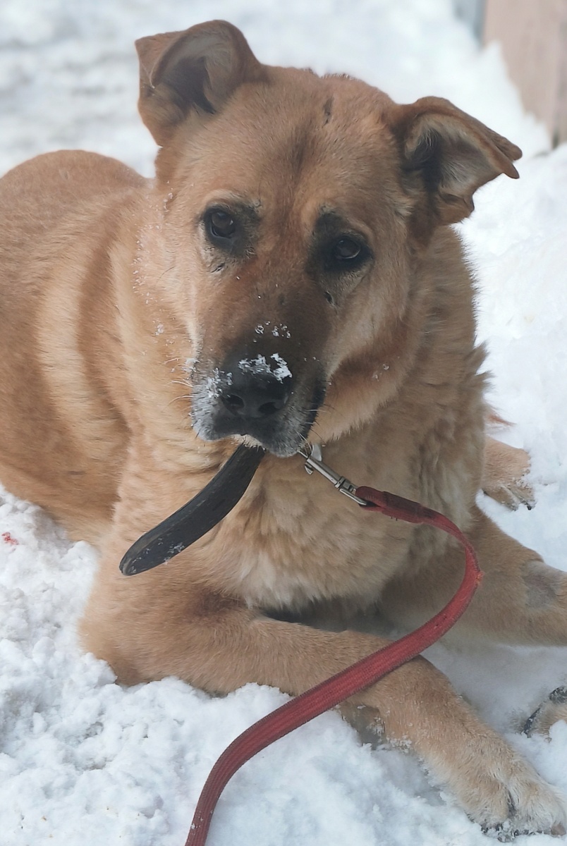 Муха - стойкий боец .