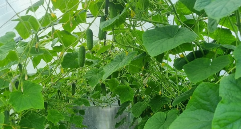    Фото Анастасии Дмитриевой