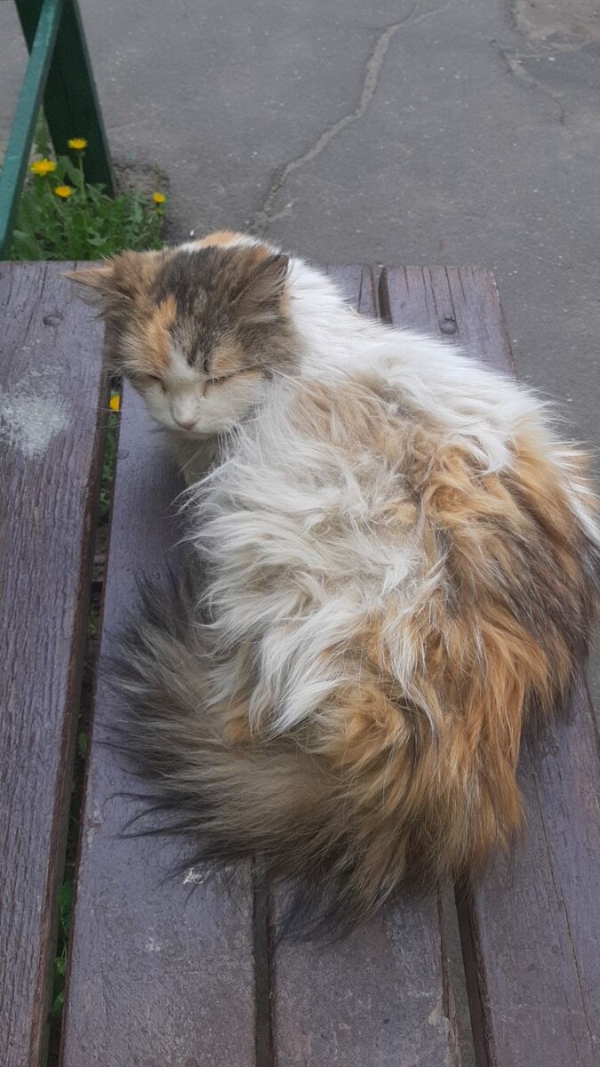 Радуга ещё летом, когда она выглядела значительно приличнее, чем сейчас, съедаемая болезнью