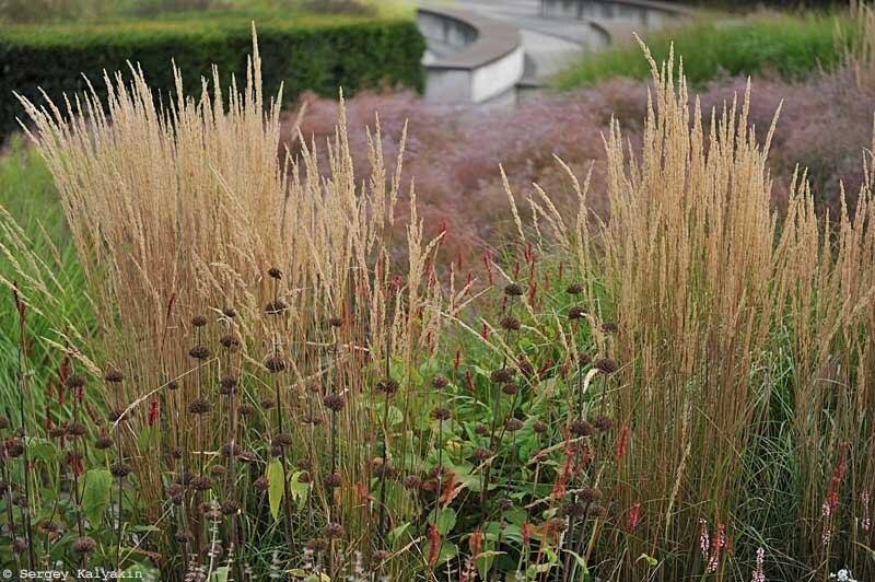 Вейник остроцветковый 'Karl Foerster'