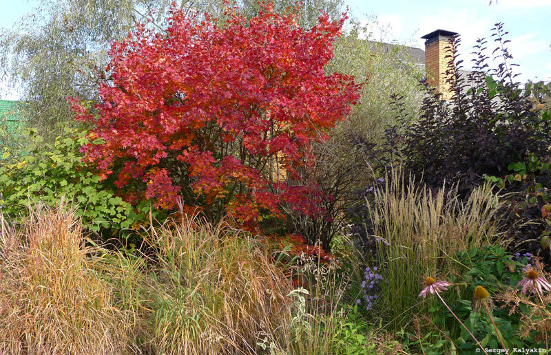 Справа - вейник остроцветковый 'Karl Foerster'