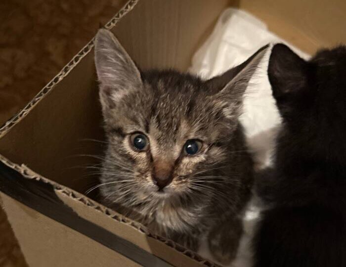 Коробочка с котятами в подъезде