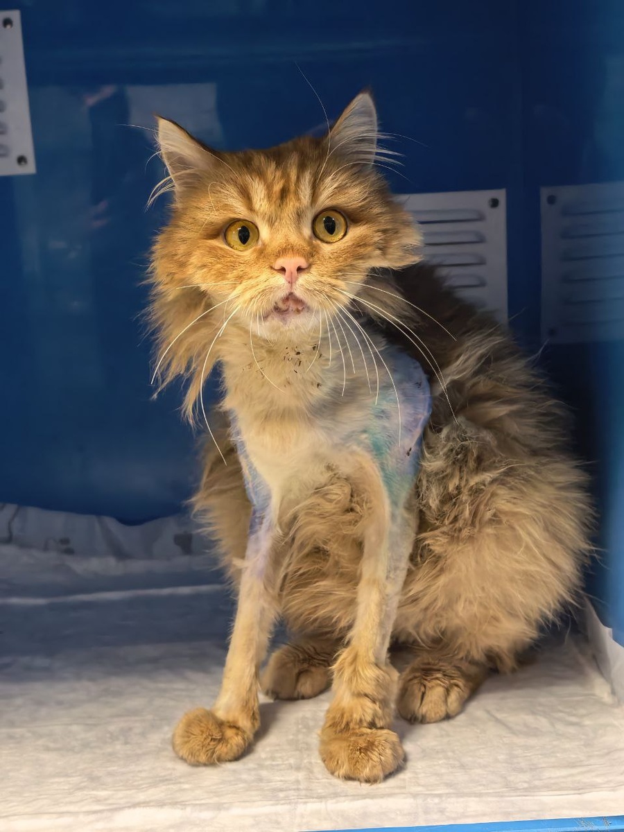 Доктора лечили, а потом брили-брили, брили-брили)) Надо же было проконтролировать результат лечения. Фото из архива автора