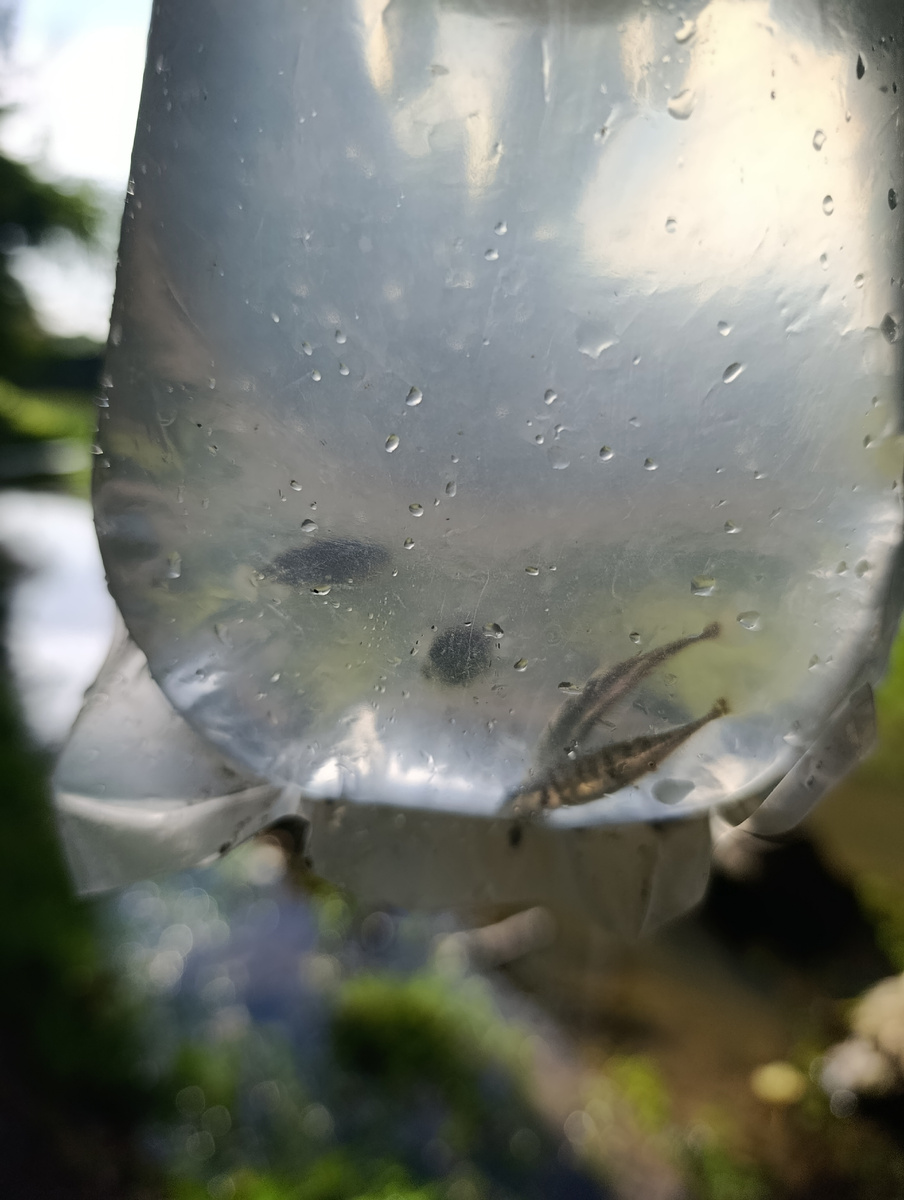 Не удержался. Желание завести рыбок победило. 