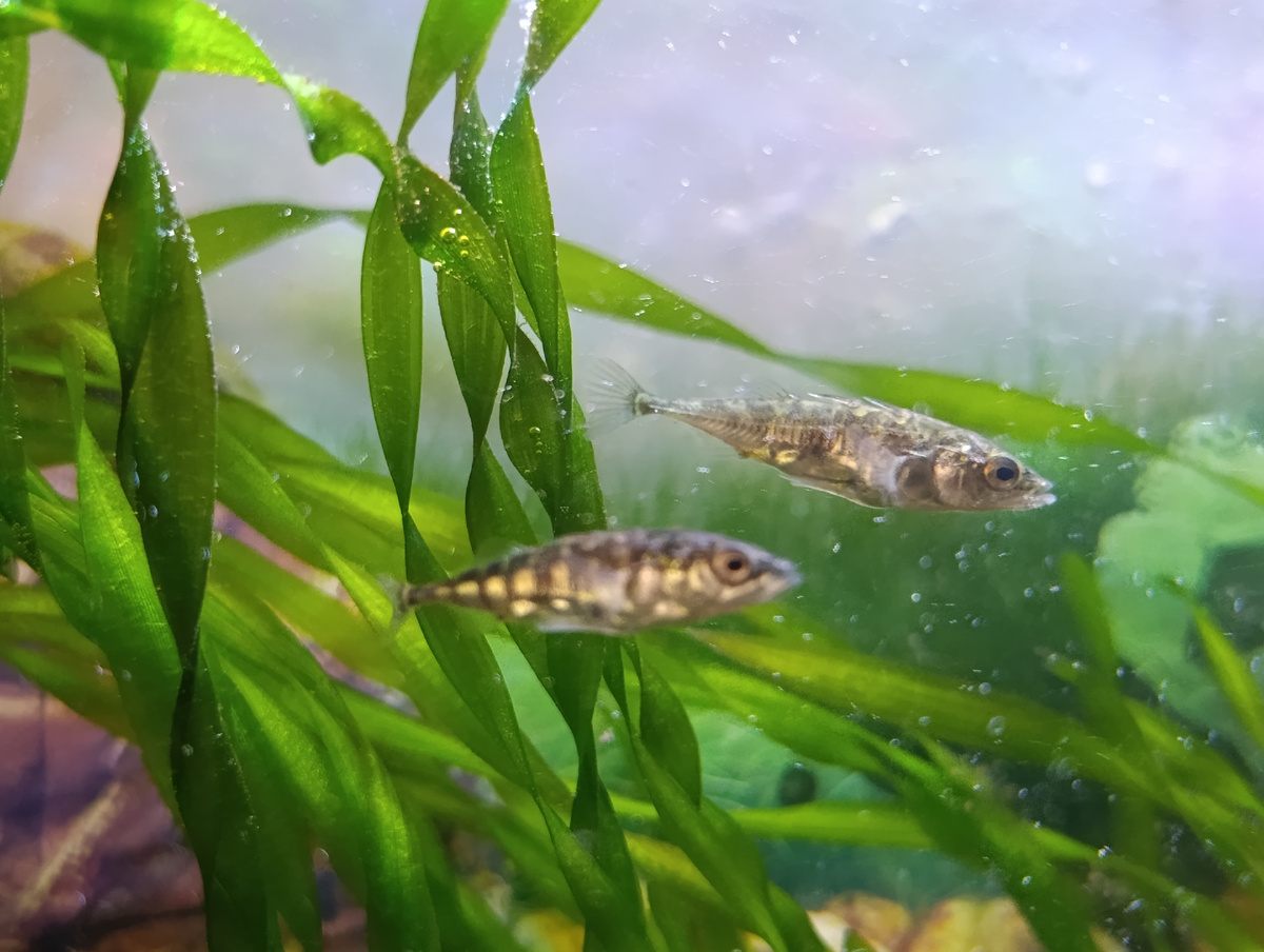 Маленькие, шустрые. Колюшки поистине оживляют собой аквариум. 