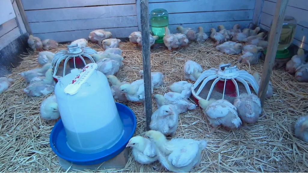 Выращенные на натуральных кормах кролики или бройлеры — отличное диетическое мясо.