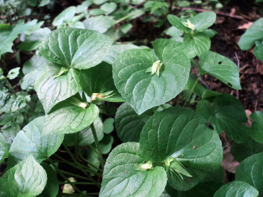 Летние цветки фиалки удивительной