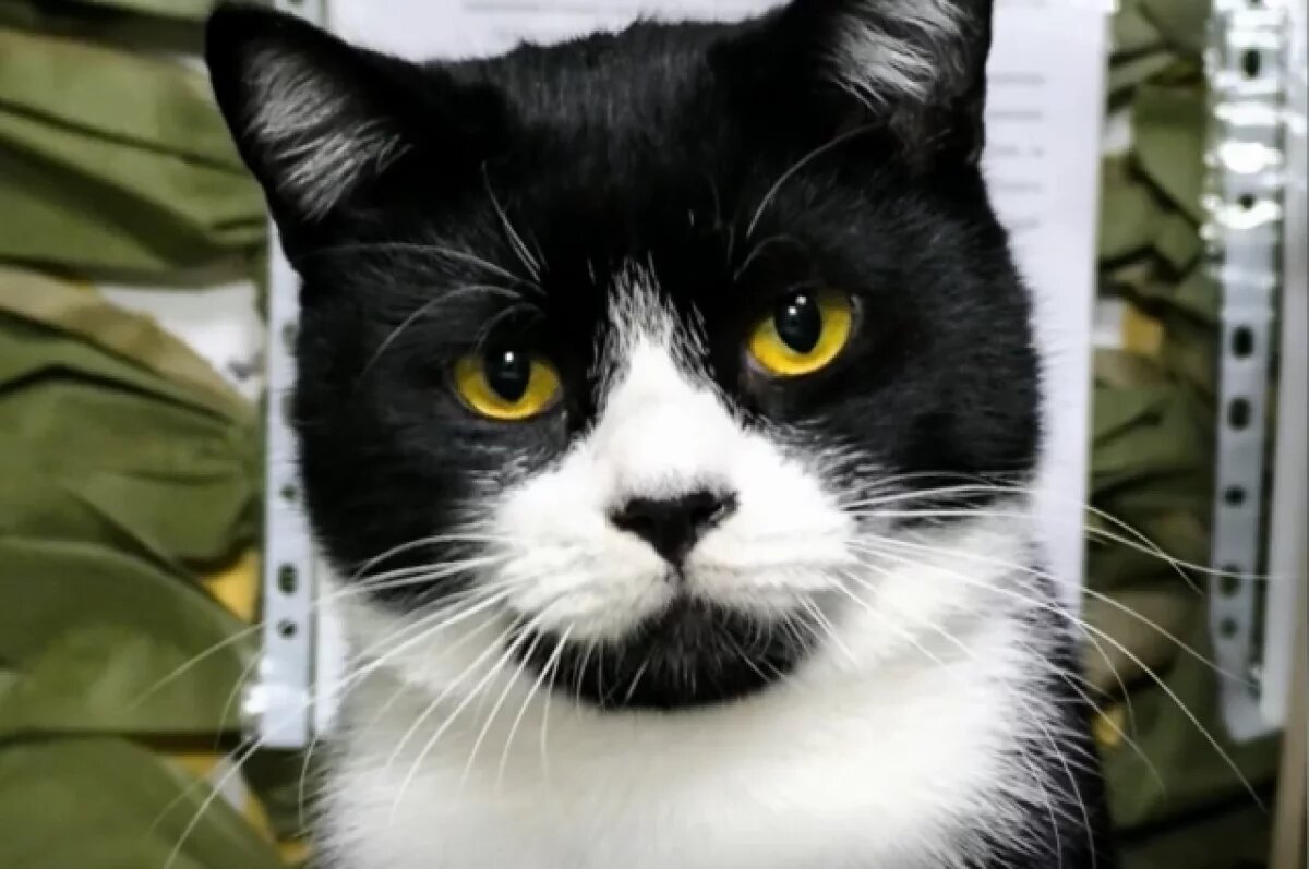    Кот Кокос стал помощником сахалинских военных медиков