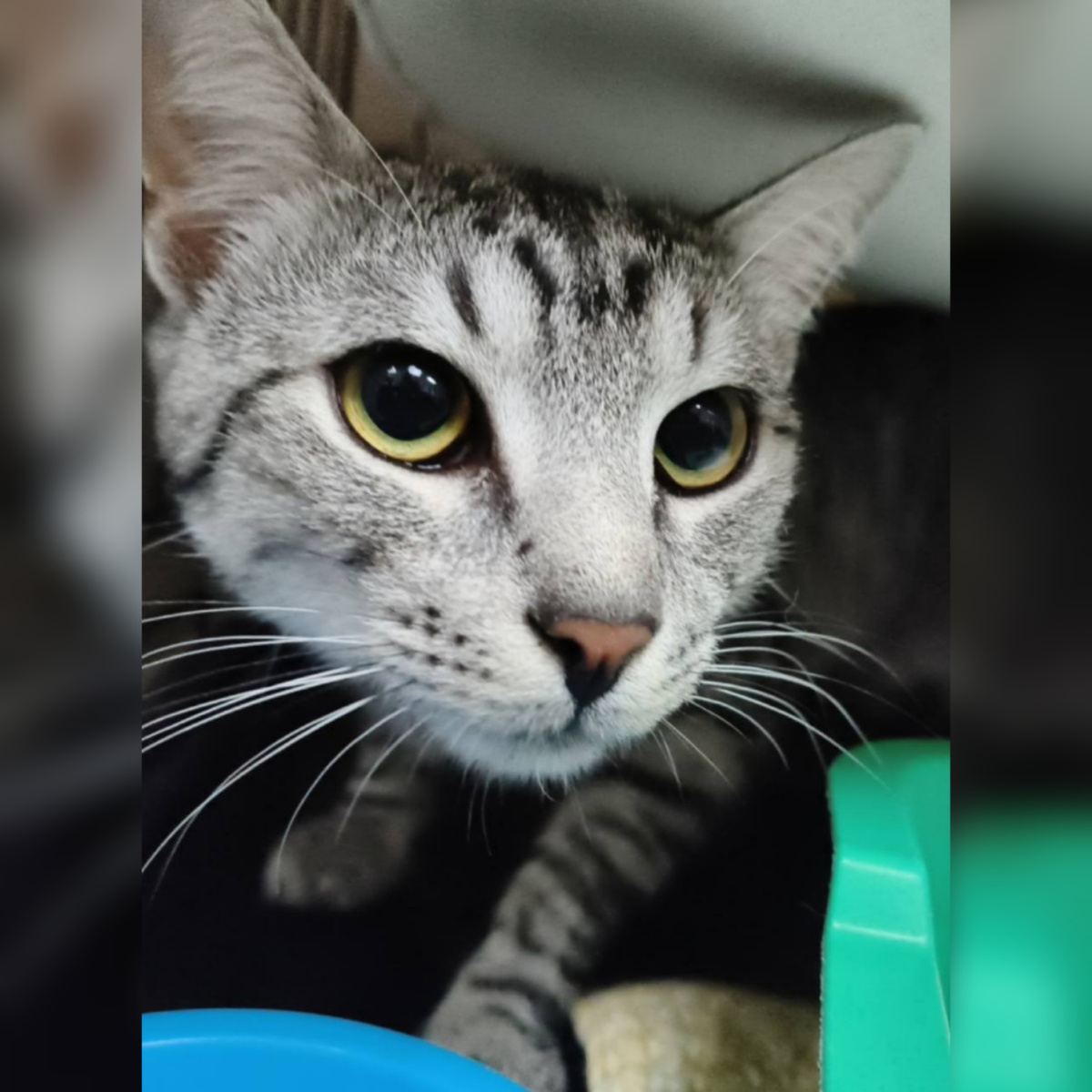 Вернули по причине того, что котёнок разнёс весь дом и слишком активничал.