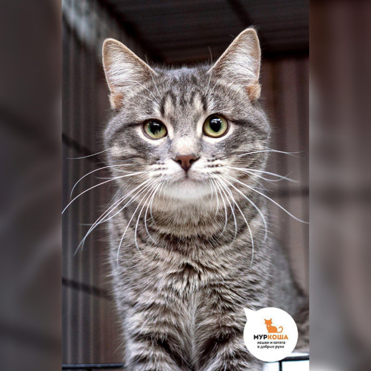 Маоли вернули по причине того, что не смог ужиться с домашними питомцами за целую неделю.