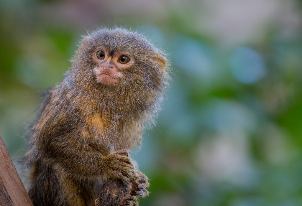 вот так выглядят игрунки из открытого источника: очень маленькие и шустрые. Для моей камеры были неловимы.