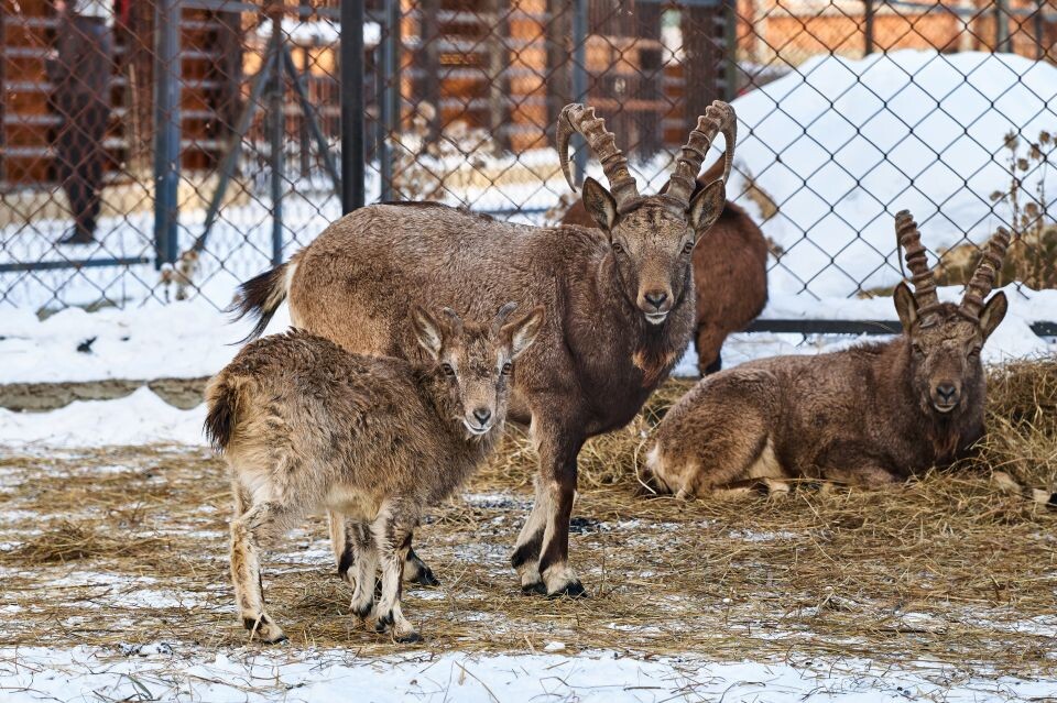    Зоопарк в поселке Карым Майминского района. Источник: Руслан Каппес