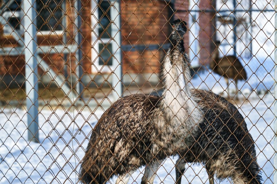    Зоопарк в поселке Карым Майминского района. Источник: Руслан Каппес