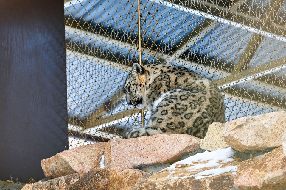    Зоопарк в поселке Карым Майминского района. Источник: Руслан Каппес