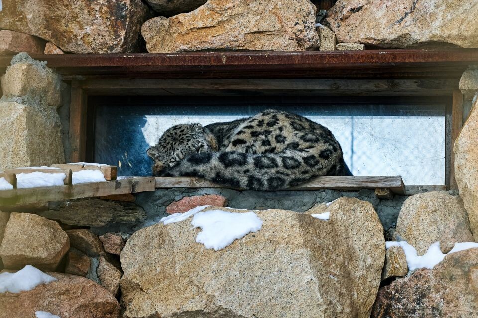    Зоопарк в поселке Карым Майминского района. Источник: Руслан Каппес