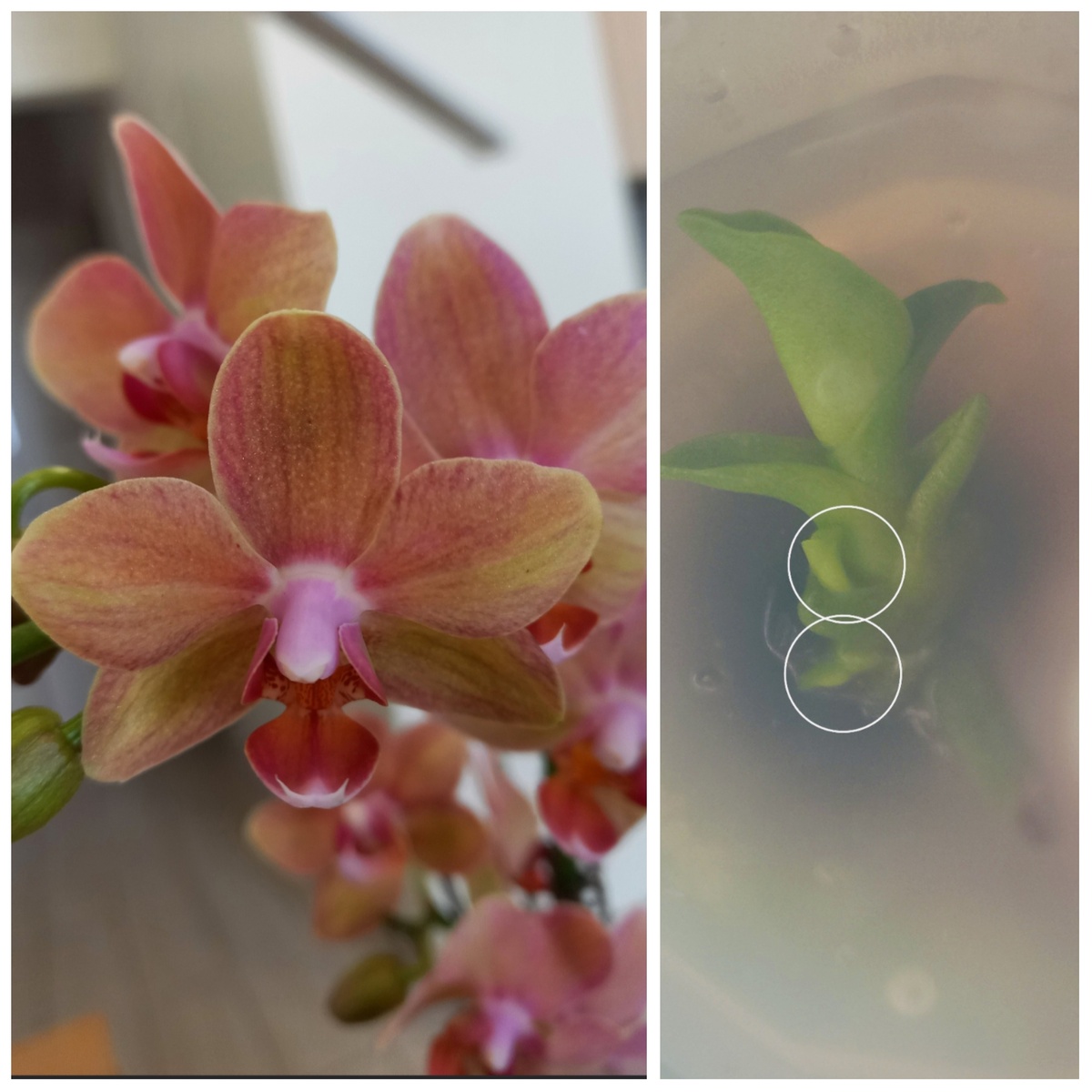 Разделение прошло успешно 01.10.25, высажены в разные среды по содержанию БАП (подбирала наиболее эффективную концентрацию), в процессе ещё меняла среды. В итоге две детки росли и наращивали корни, третья дала еще одну детку и также нарастила корни. 