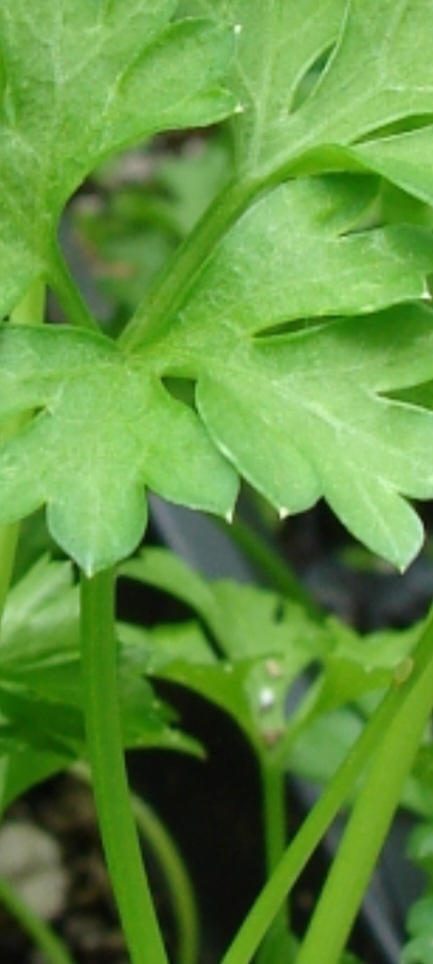 Сочный лист петрушки