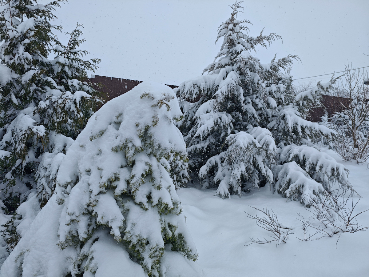 Все согнулось под тяжестью снега