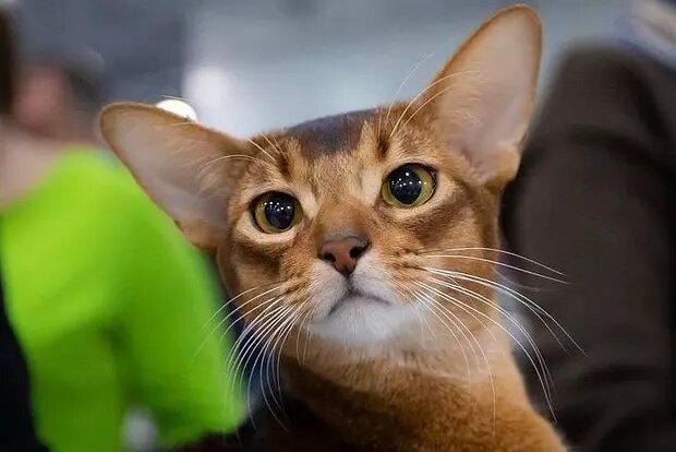    Фото: lenta.ru Оливия Ильинская