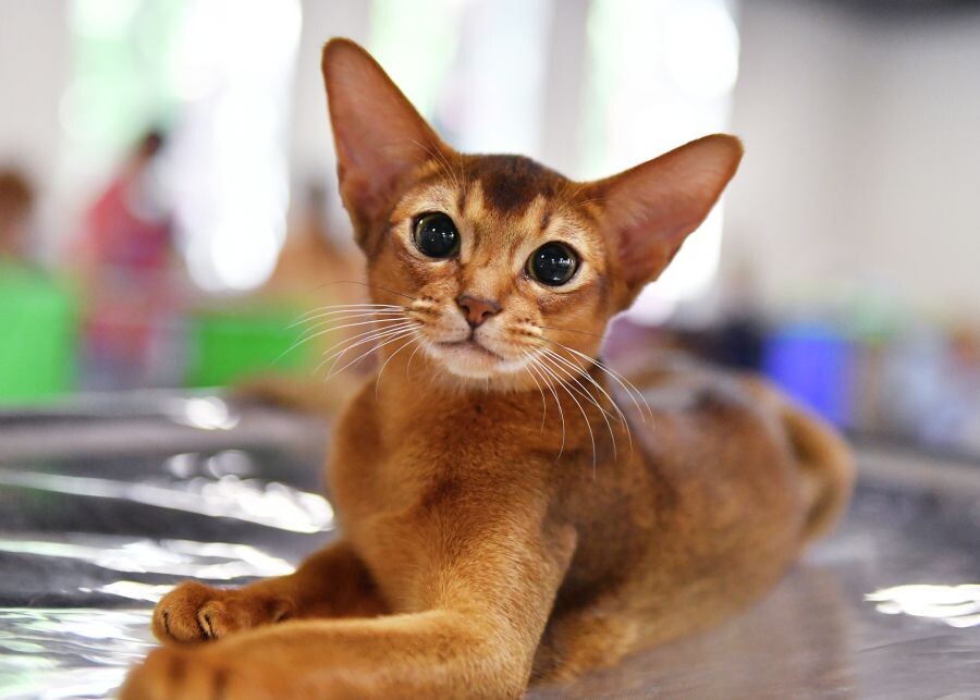     / Источник: © Наталья Селиверстова/РИА Новости