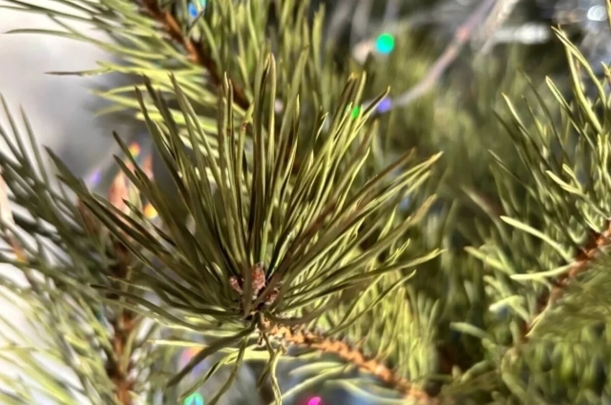    Омичи потратили на новогодние ёлки более трёх миллионов рублей