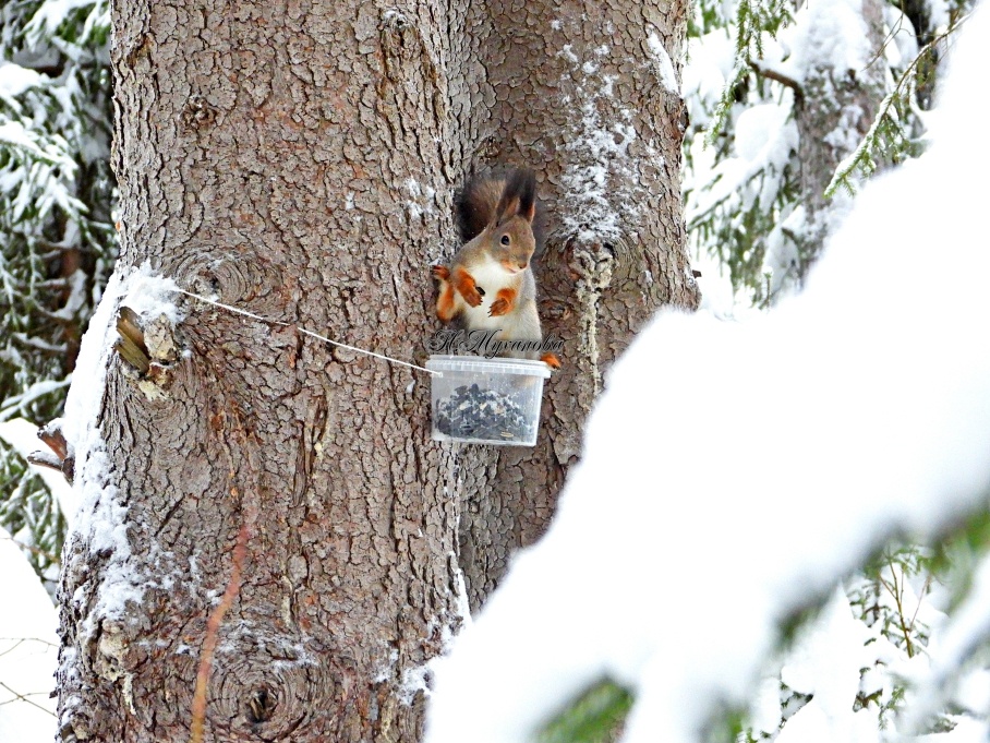 Обыкновенная белка на кормушке