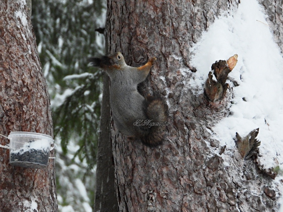 Обыкновеная белка прислушивается к звукам в лесу