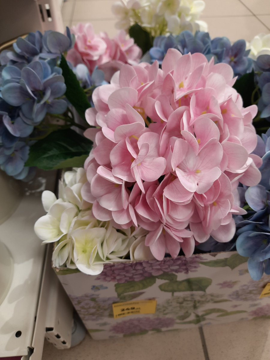 гортензия розовая, голубая, белая