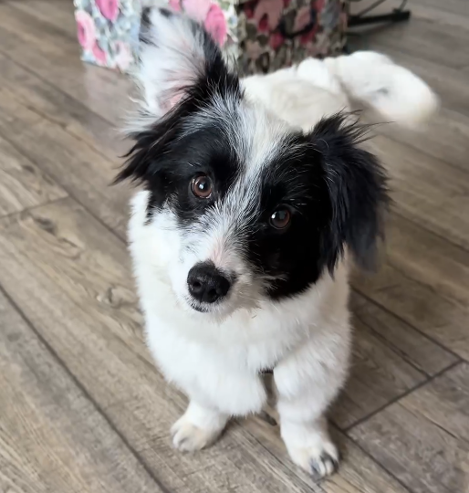 «Обычный пёс показал, что такое сила добра»: ростовчанин спас собаку с обочины и стал звездой соцсетей