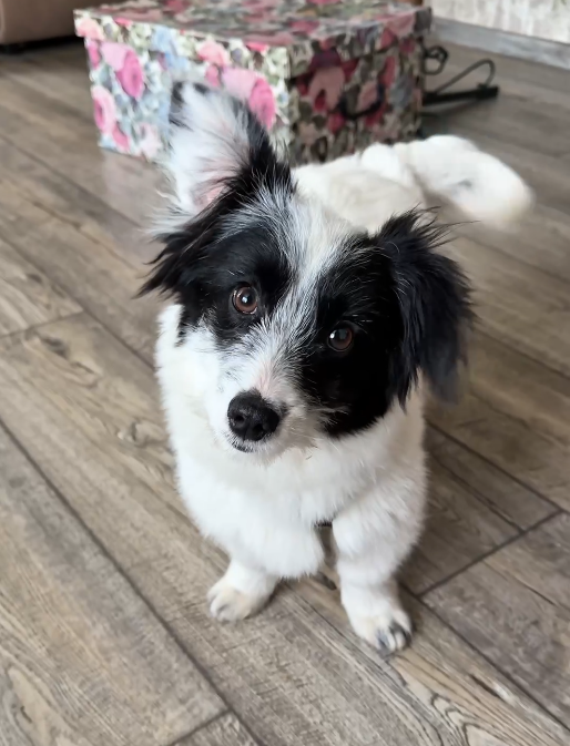    «У сердца не оставалось выбора»: мужчина забрал с трассы собачку и стал звездой соцсетей