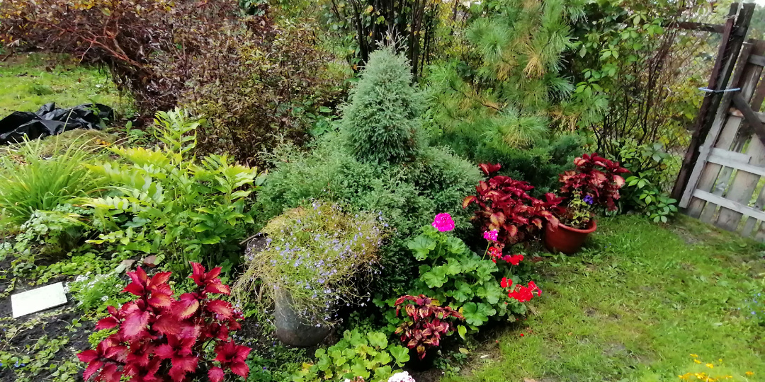 Планирование клумбы на даче: от схемы до подбора растений для идеального цветника. Часть 2