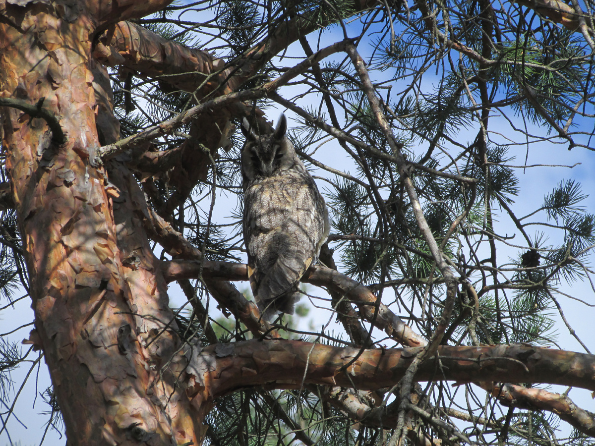 Кто это там сзади подсматривает?