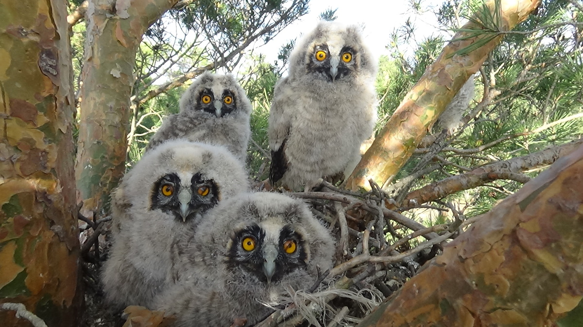 Гнездо на сосне, в старом гнезде чеглока, а до него - серой вороны