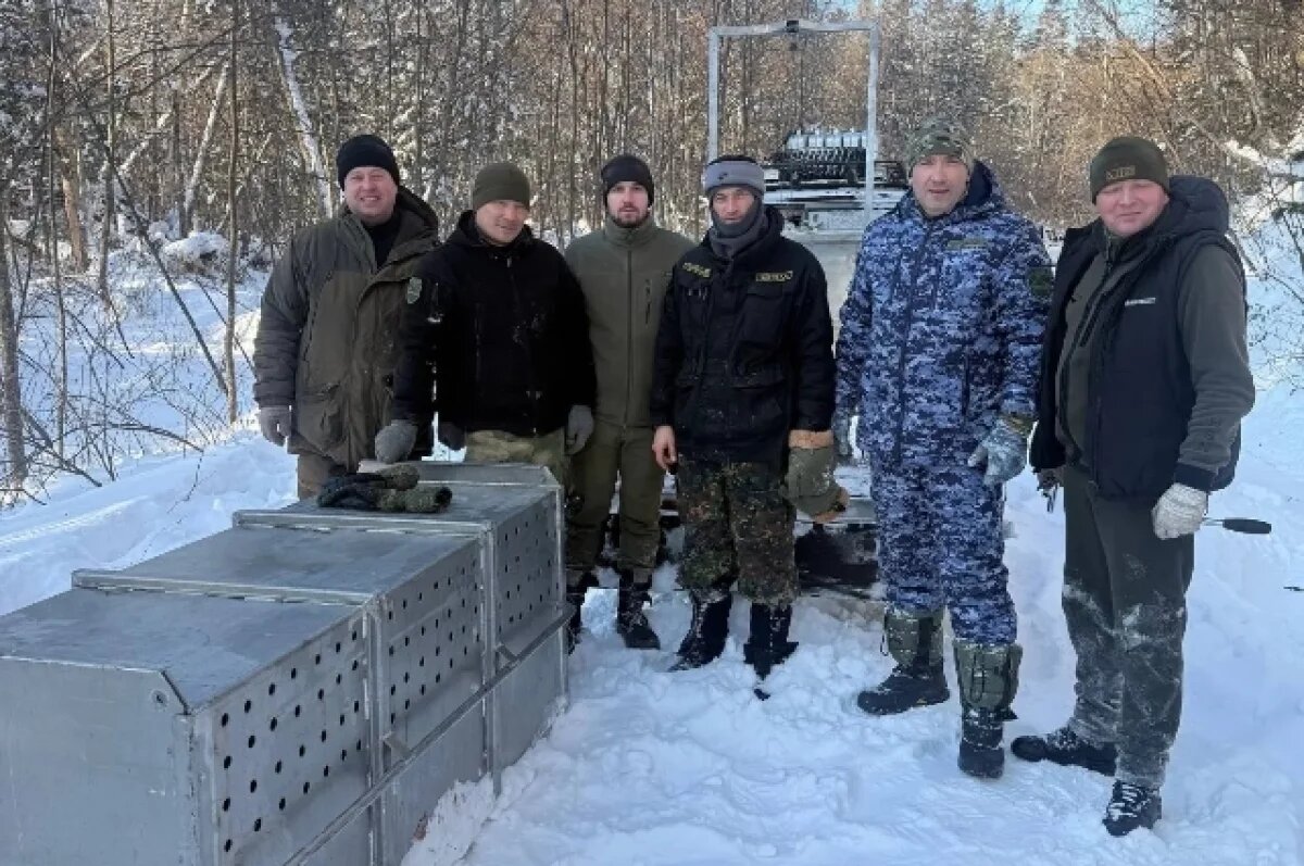    В Хабаровском крае отловили тигра и медведя после 29 сигналов жителей