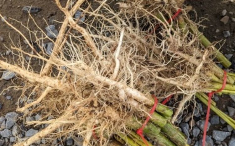    Фото: USDA PGRU Hemp Germplasm Lab - Tyler Gordon, Dan Meyers, Zach Stansell
