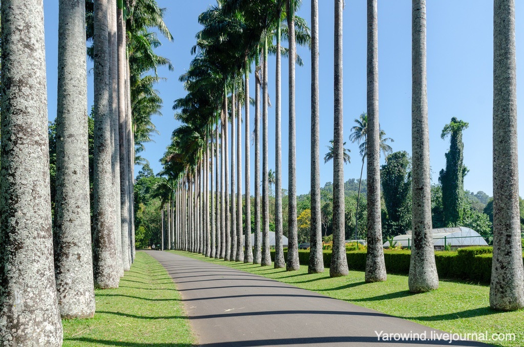 Ботанический сад Перадения, Шри-Ланка